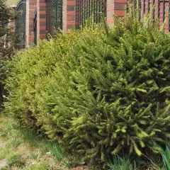 Jakie odstępy przy sadzeniu świerka serbskiego w żywopłocie?