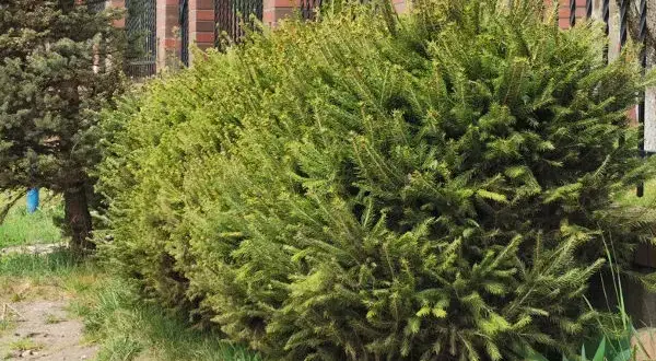 Jakie odstępy przy sadzeniu świerka serbskiego w żywopłocie?