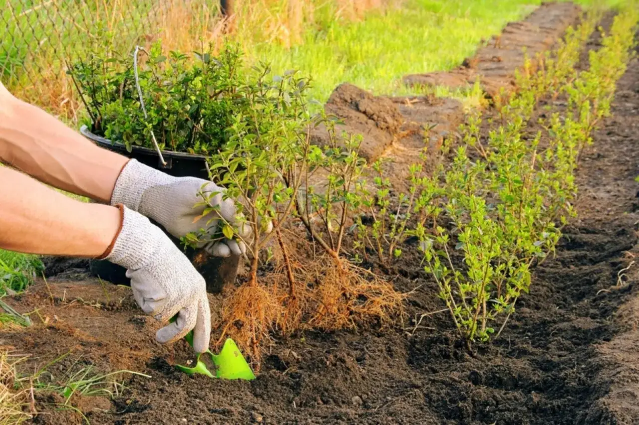 Zdjęcie Jak gęsto sadzić ostrokrzew na żywopłot, aby uniknąć błędów?
