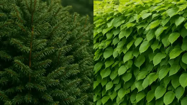 Z czego żywopłot zimozielony? Najlepsze rośliny do Twojego ogrodu